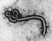 Sigue la cadena o tendrás ébola